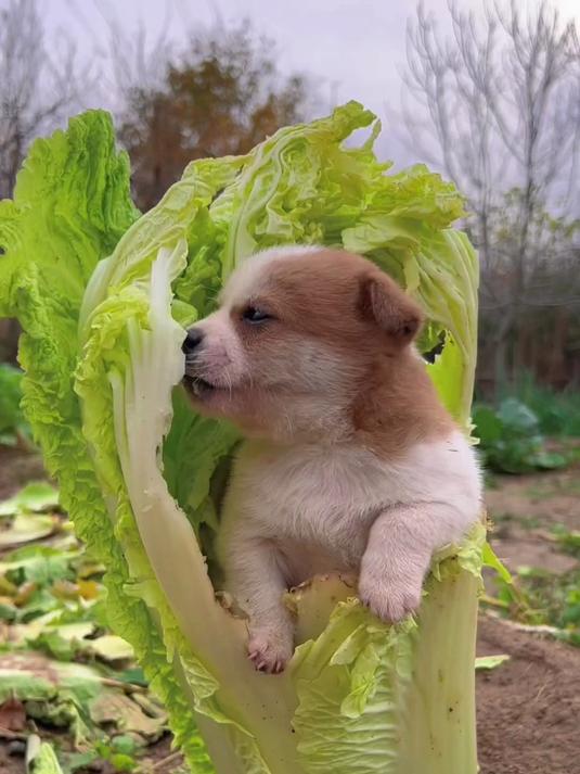 狗狗啃白菜 萌宠 狗狗