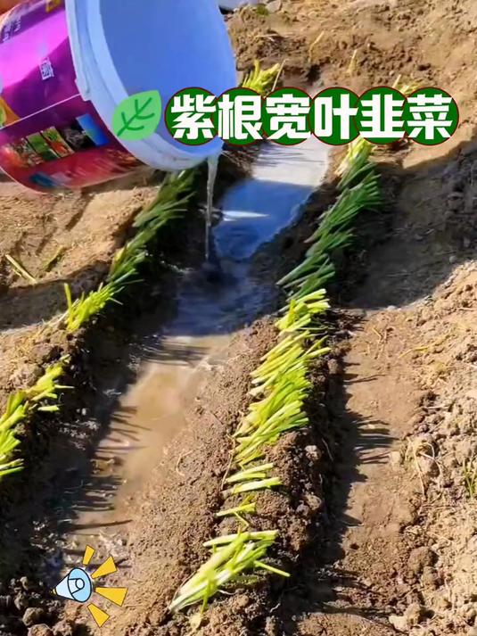 这样种出来的韭菜,长势旺盛生长快速,还不一起试试