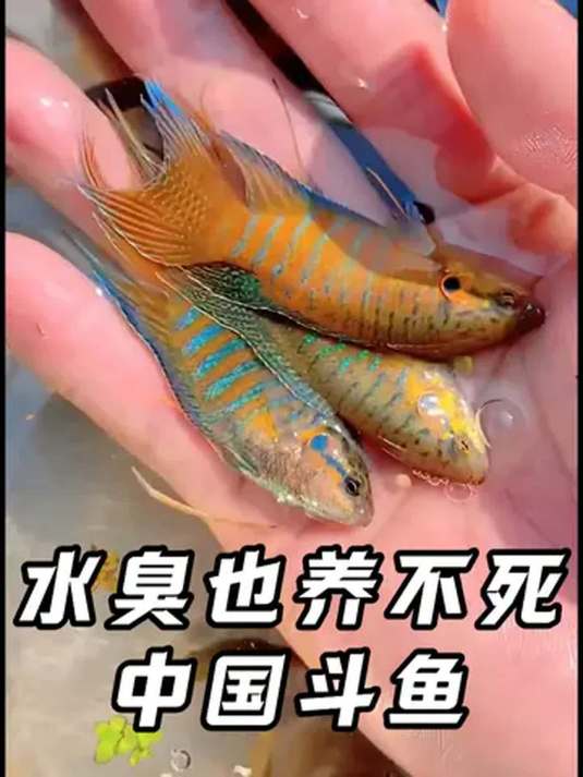 80、90 后回忆杀!原生中国斗鱼超好养,发色超美