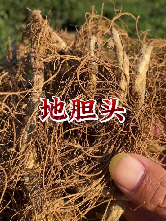 地胆头有什么用呢?