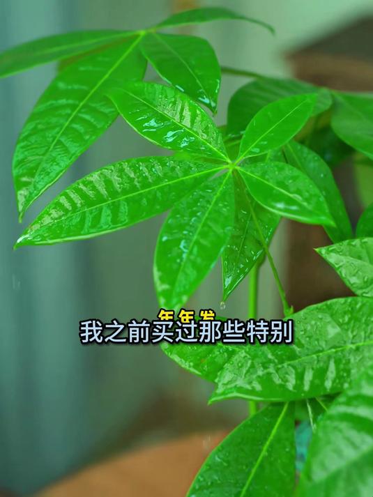 发财树混搭火山石爆红,DIY微景观教程,朋友圈晒图被追链接