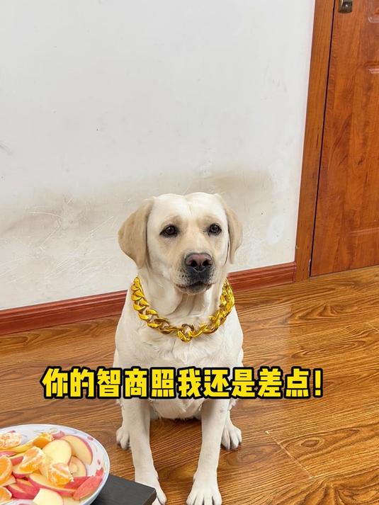 汤圆:你的智商照我还是差点意思的!