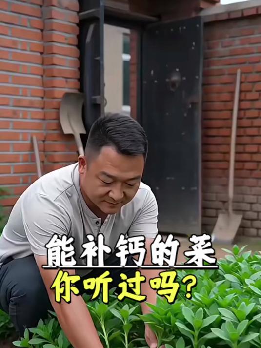 高钙救心菜种子，四季好种，阳台盆栽特色食用野菜