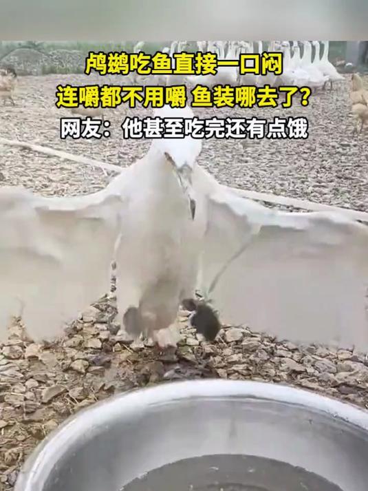 鸬鹚吃鱼直接一口闷 连嚼都不用 鱼装哪了?网友:甚至吃完还饿