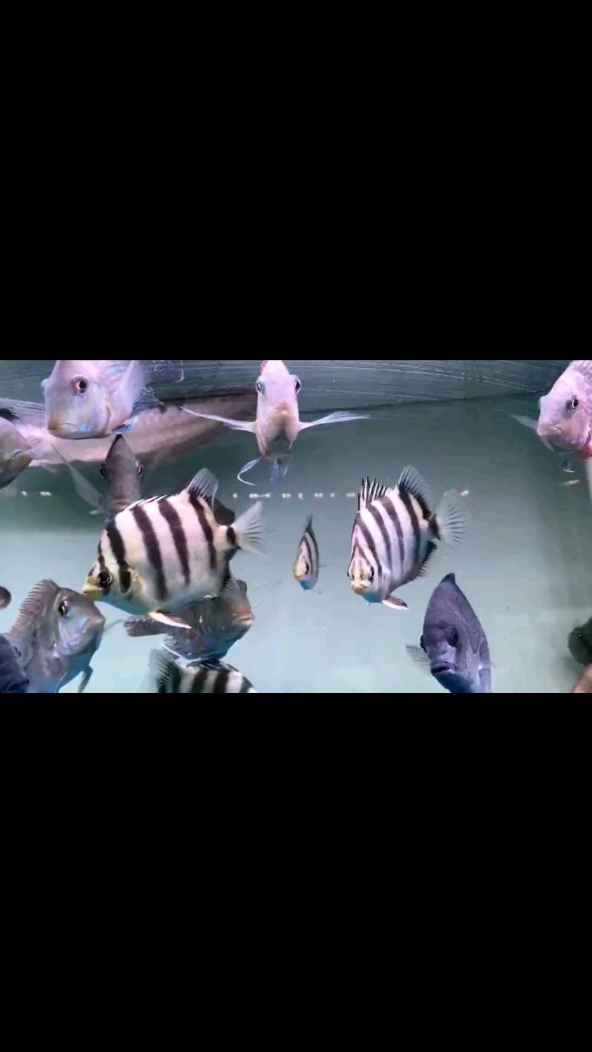 非洲金鼓鱼的混养