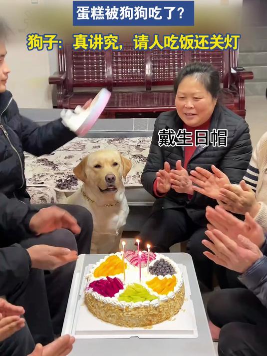 过生日关灯许愿的功夫,蛋糕被狗狗吃了?