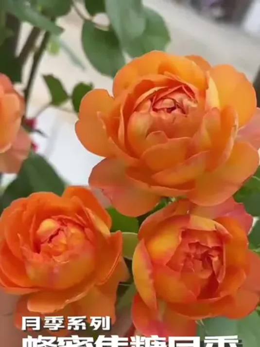 想拥有甜蜜感的花?试试蜂蜜焦糖月季养护技巧