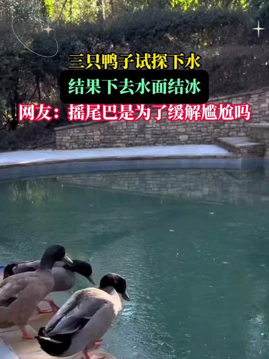 三只鸭子试探下水,结果下去水面结冰,网友:摇尾巴是缓解尴尬吗
