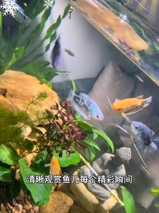 家里想养鱼?这款金晶五线超白鱼缸或成你的不二之选!新年必备!