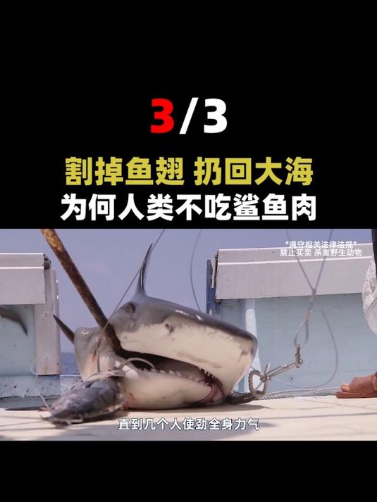 失去鱼鳍的鲨鱼,还能回到海里吗?等待它们的将是怎样的未来