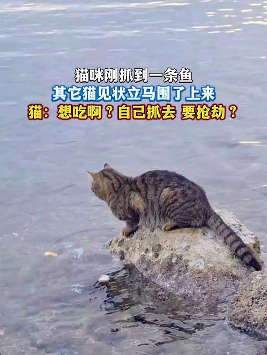 猫咪刚抓到一条鱼,其它猫见状立马围了上来,猫:想吃啊?自己抓去 要抢劫?