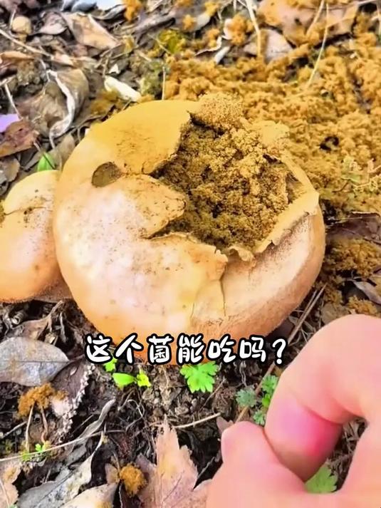 分享12种可食用野生菌,你都吃过哪几种呀?