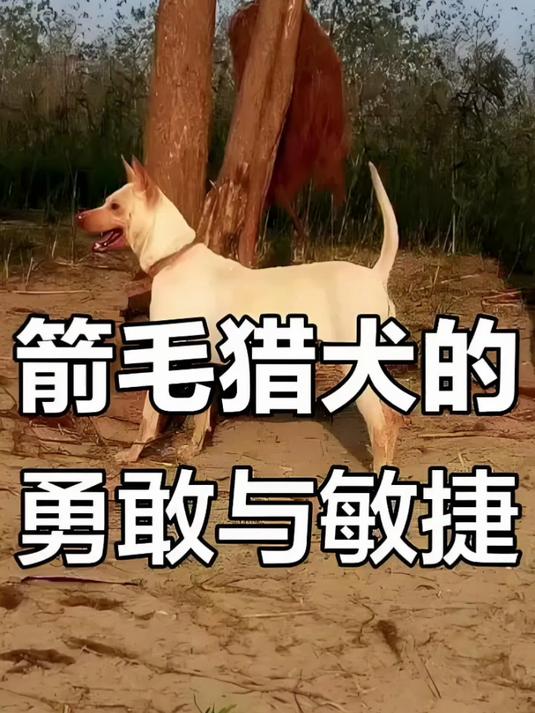 中国战犬之湖北箭毛猎犬,肌肉发达野猪克星