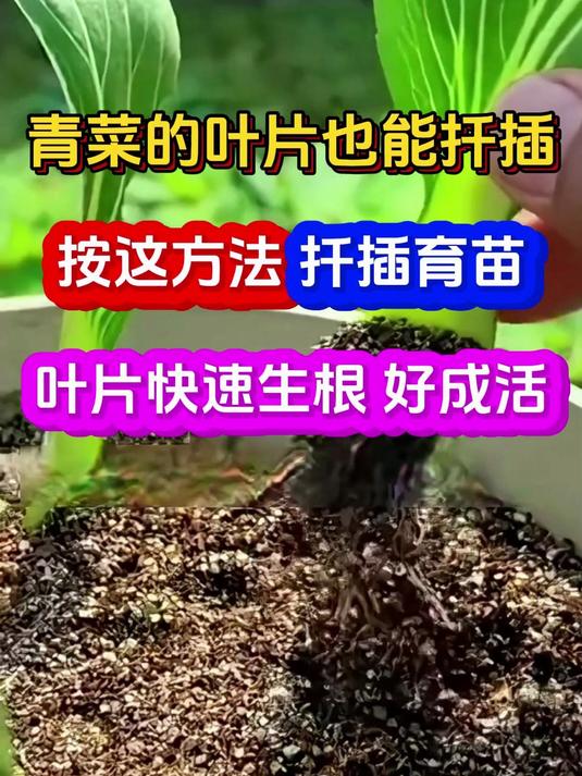 青菜叶片扦插育苗技巧叶片生根快好成活