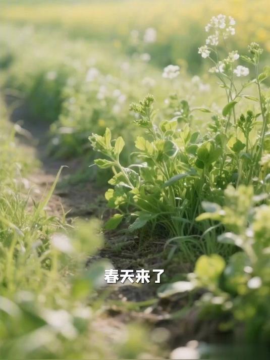 春天吃什么野菜好?