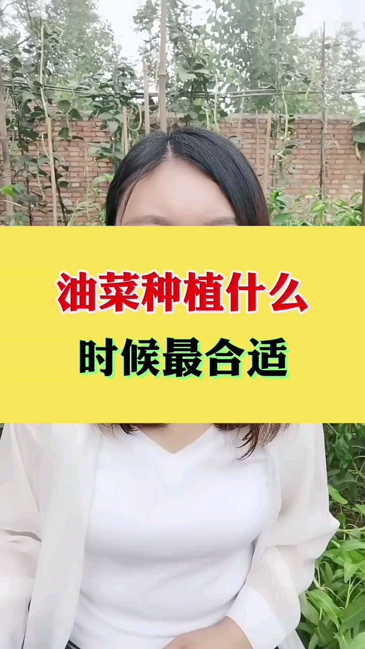 油菜种植什么时候最合适