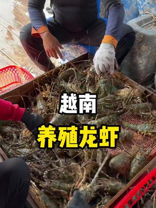 这里是越南，当地人正在分拣刚刚从海里捕捞的龙虾，这些龙虾都