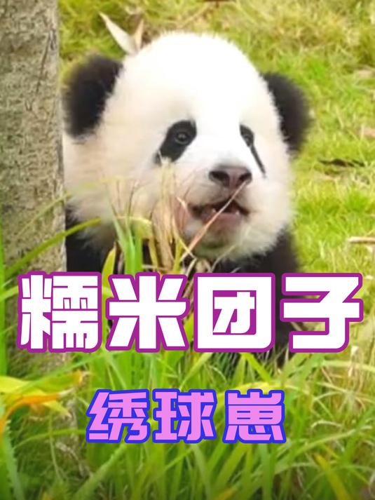 星星产房新鲜出炉粘人精和嘤嘤怪,小糯米团子简直不要太可爱!