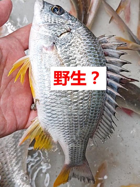 黄脚鱲是否野生?咸淡水鱼,广州莲花山码头