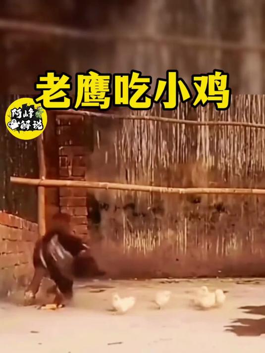 老鹰从天而降,对地上的小鸡无情的吃了起来,小鸡还没意识到危险