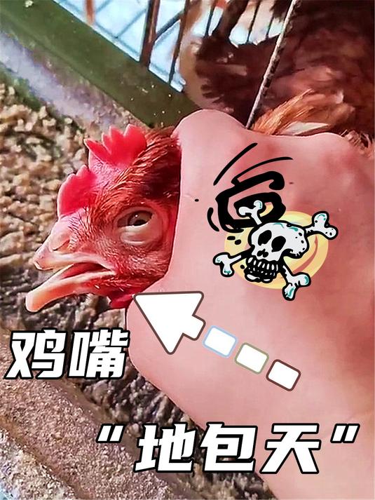 为什么小鸡的嘴要被烫掉一块,会不会很痛?