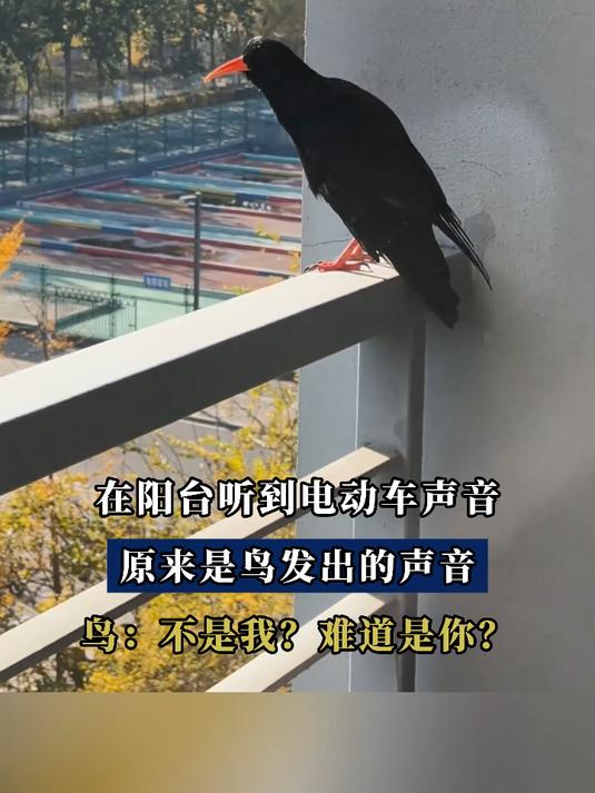 在阳台听到电动车声音,原来是鸟发出的声音