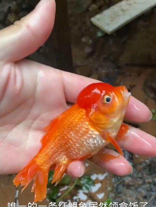 我的红鲤鱼你怎么了~