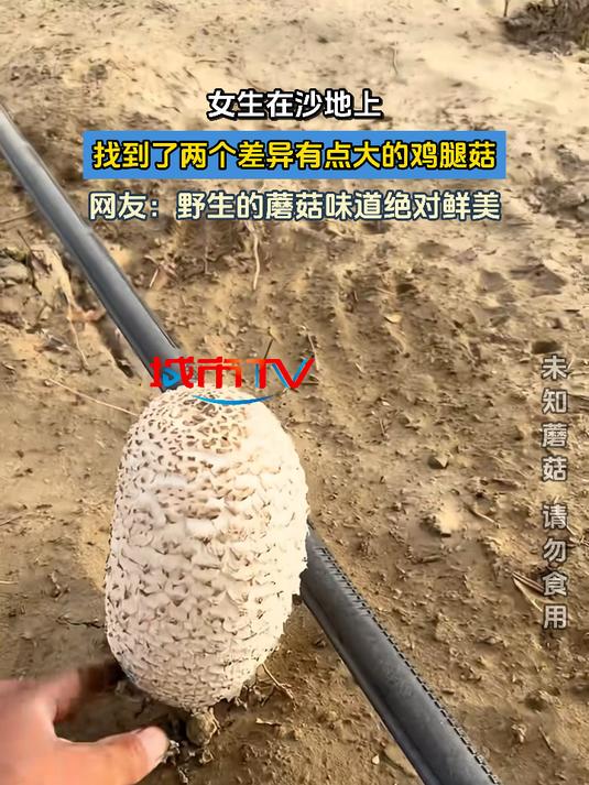 女生在沙地上,找到了两个差异有点大的鸡腿菇