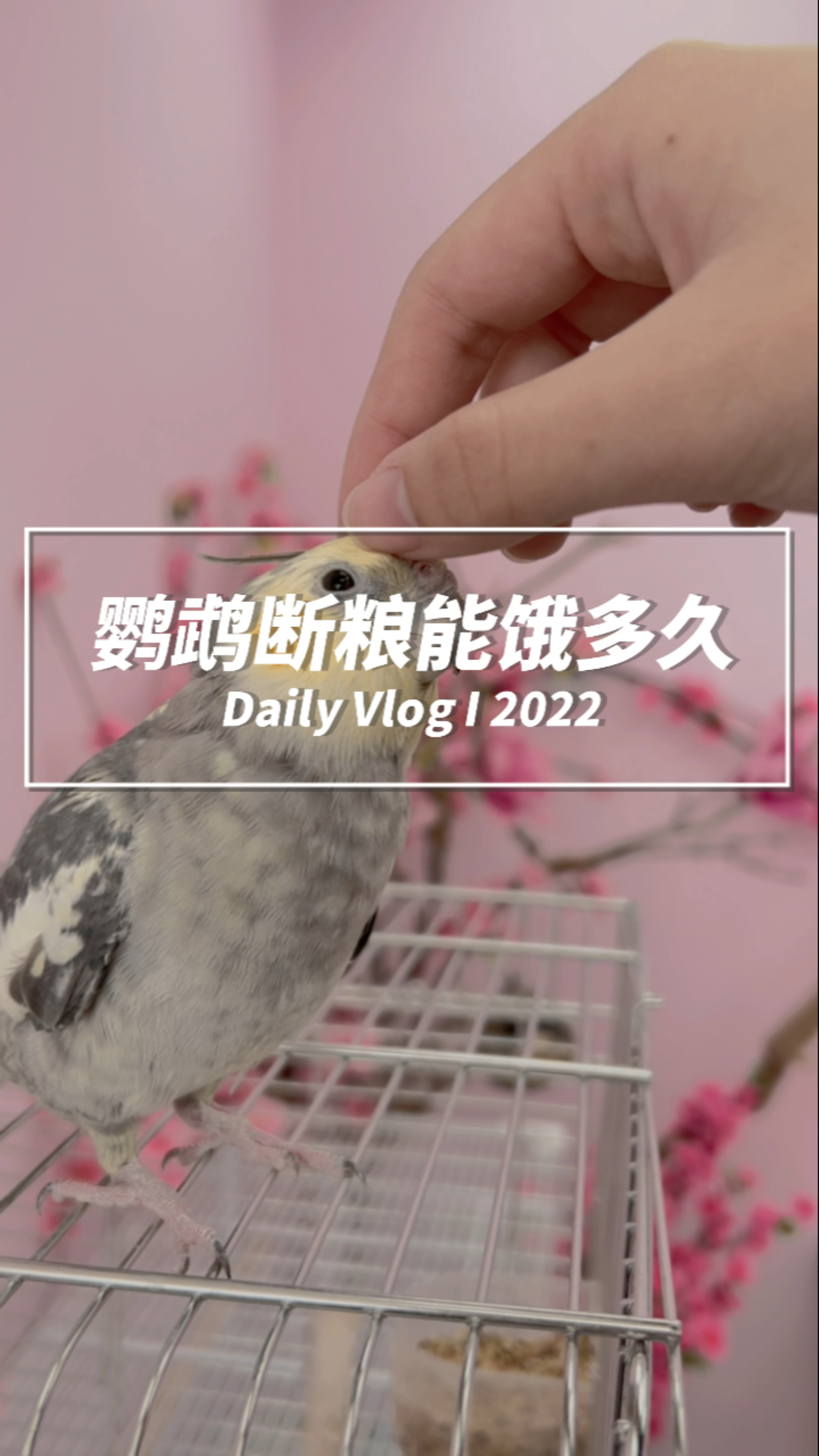 鹦鹉断了粮,多久会饿死?