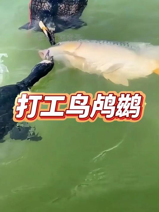 地球最强打工鸟:鸬鹚如何精准捕鱼?鱼鹰捕鱼全过程全记录!