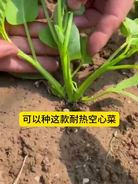 夏季想要种蔬菜,就种这个三叉空心菜,种植到收获只需一个月左右