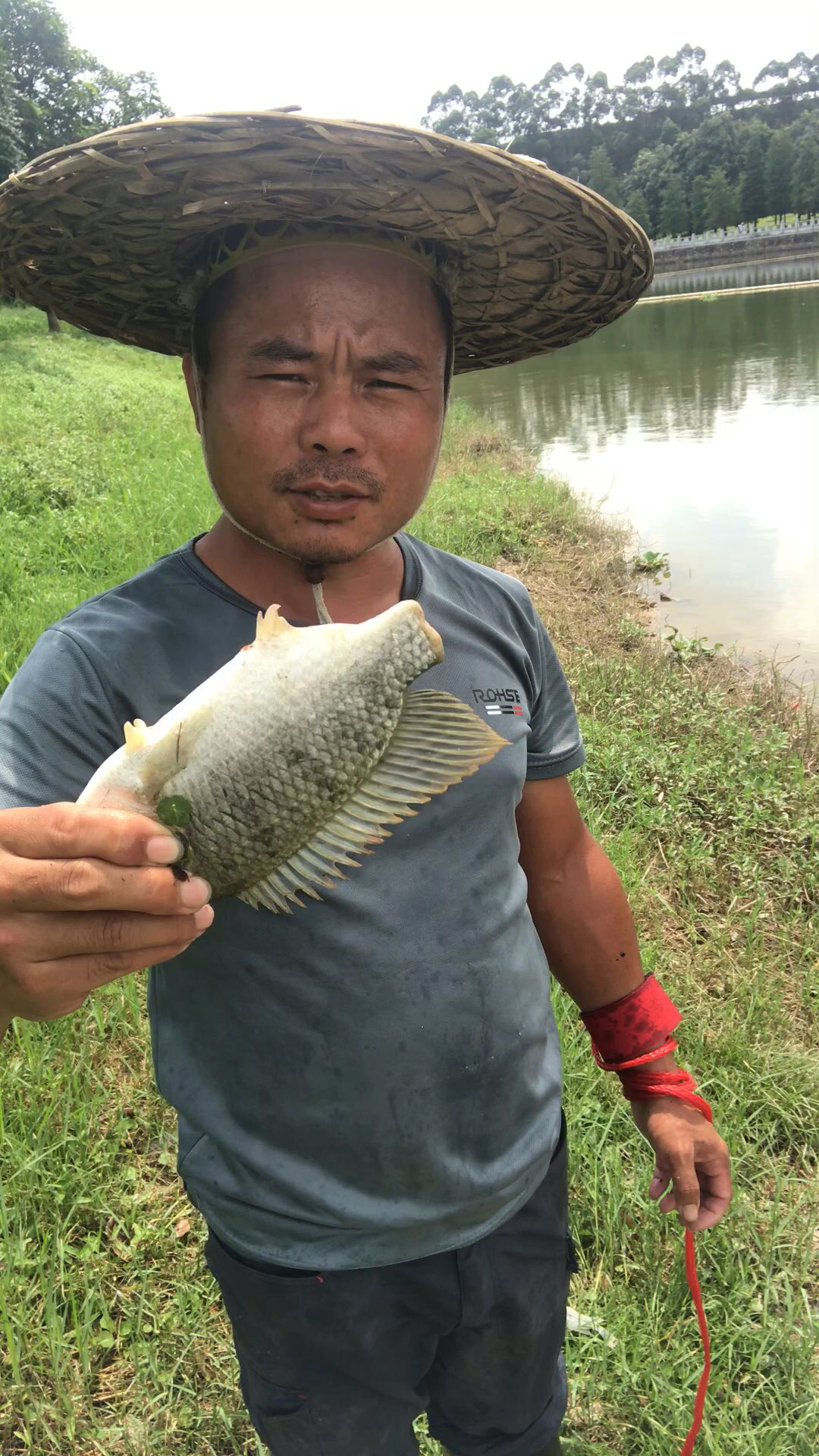 抓到一条无尾鱼看它这么坚强必须放了!