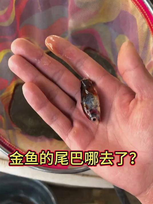 金鱼的尾巴哪去了?