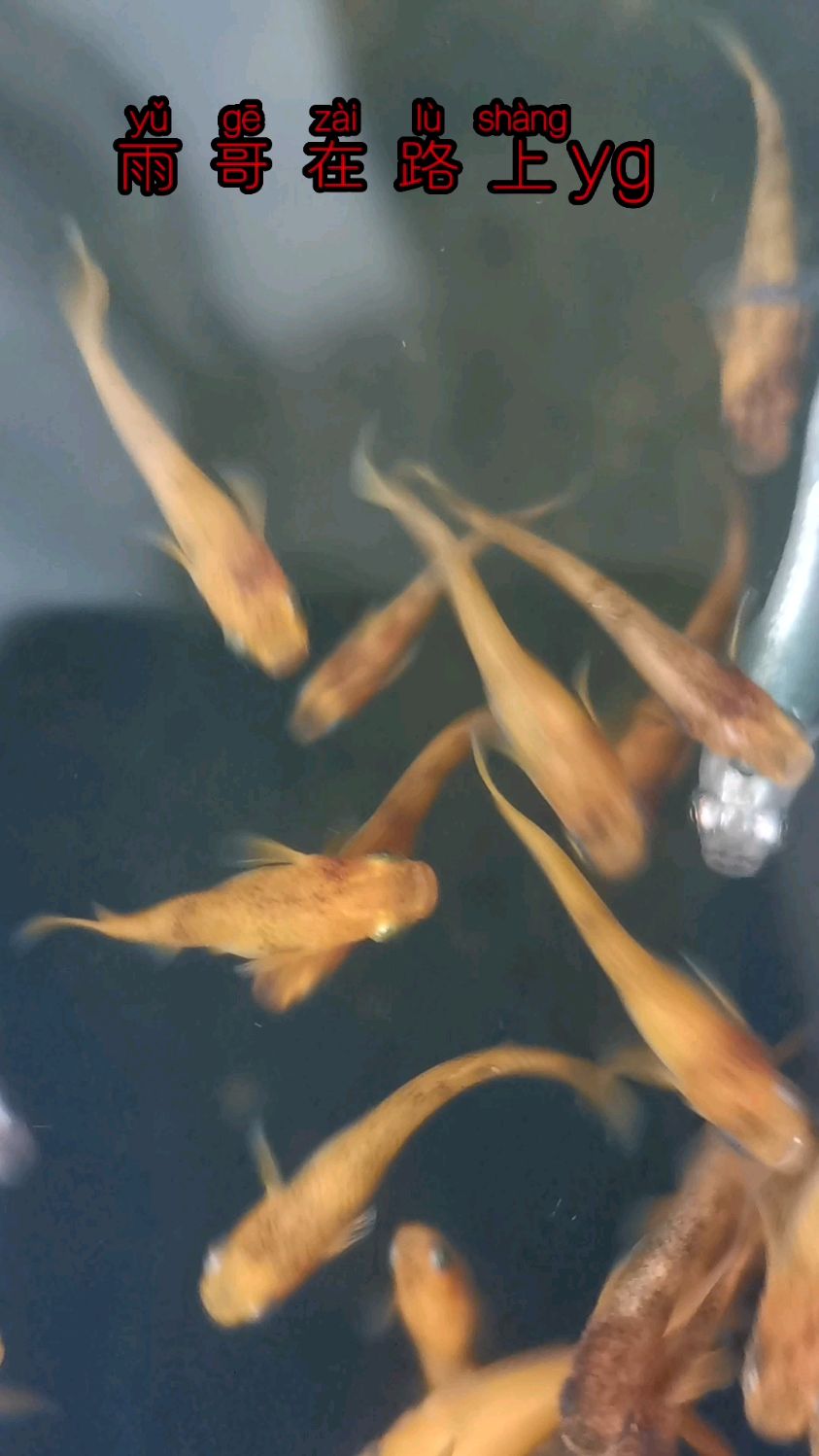 我养的鳉鱼,又到了一年的繁殖季,每天都要看