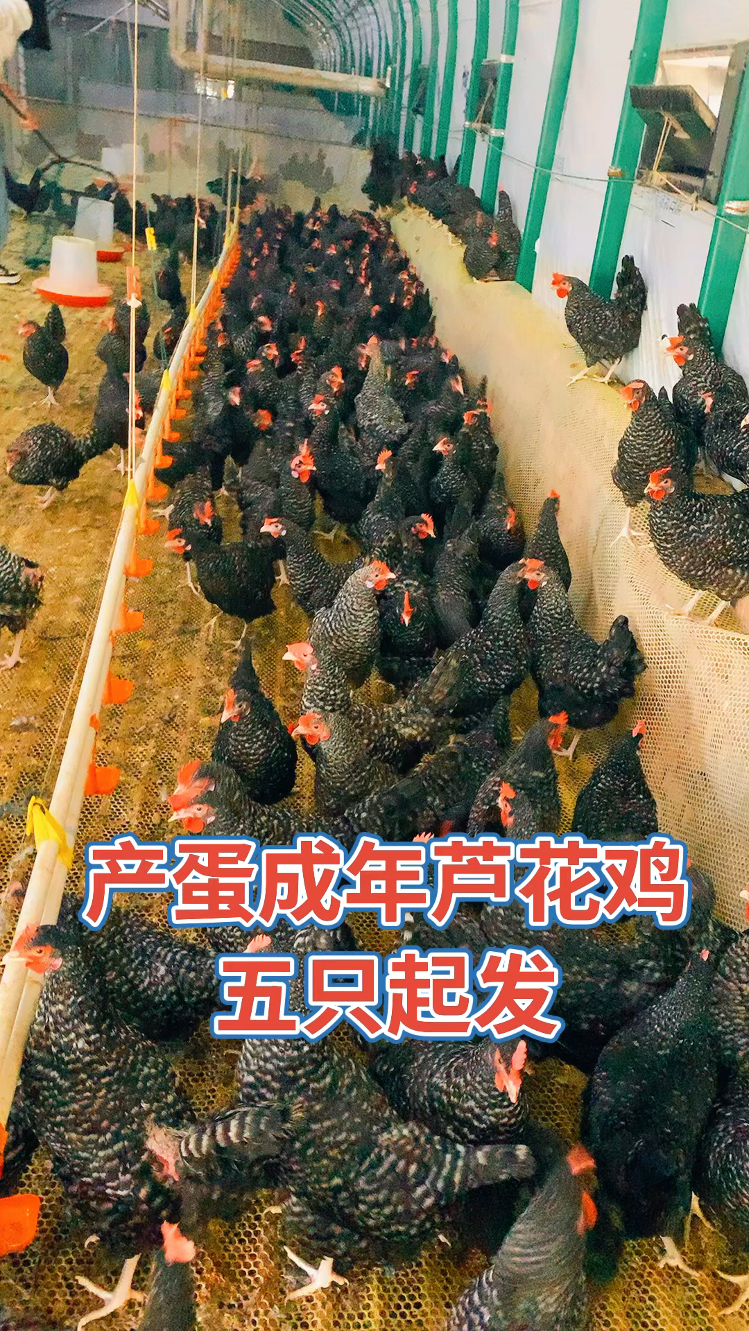 到家鸡产蛋芦花鸡,你喜欢养吗,纯种芦花鸡
