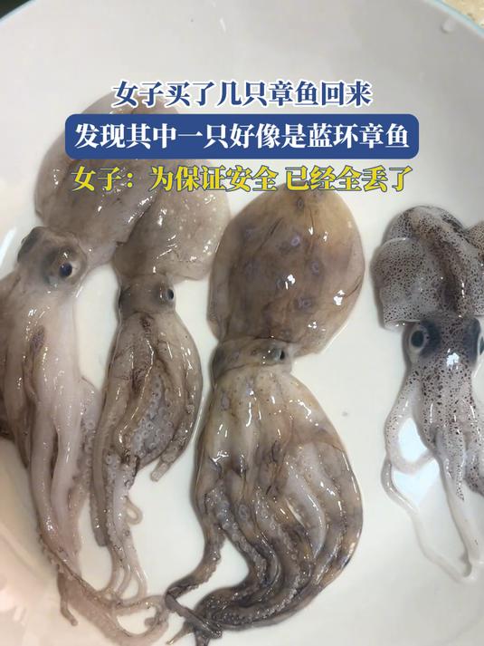女子买了几只章鱼回来,发现其中一只好像是蓝环章鱼