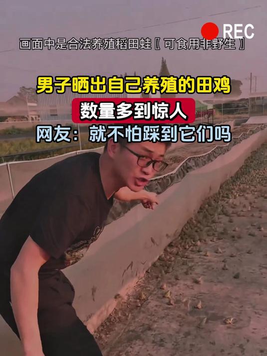 男子晒出自己养殖的田鸡,数量多到惊人,网友:就不怕踩到它们吗