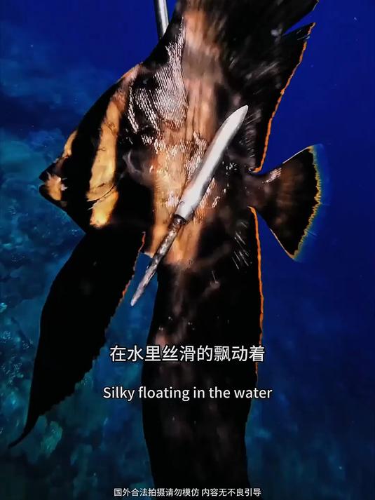 苏拉威西岛深海叉鱼!解锁新品种,收获坚翅燕鱼