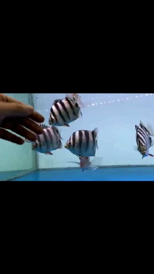 非洲金鼓鱼!互动性很好!