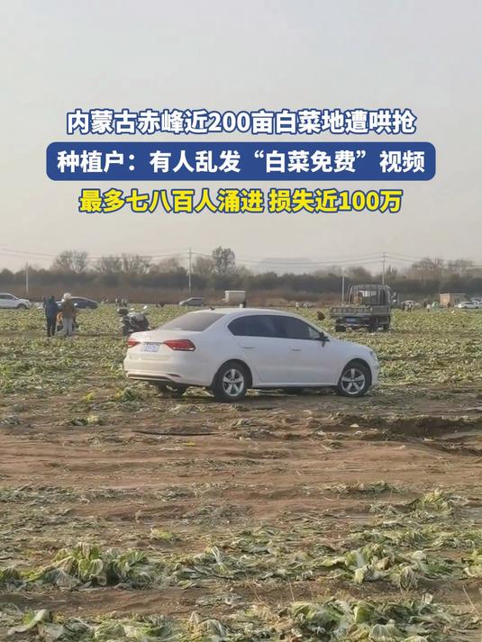 内蒙古赤峰近200亩白菜地遭哄抢，最多七八百人涌进损失近100万