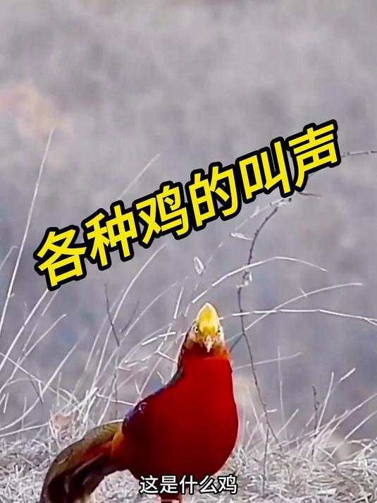 各种鸡的叫声