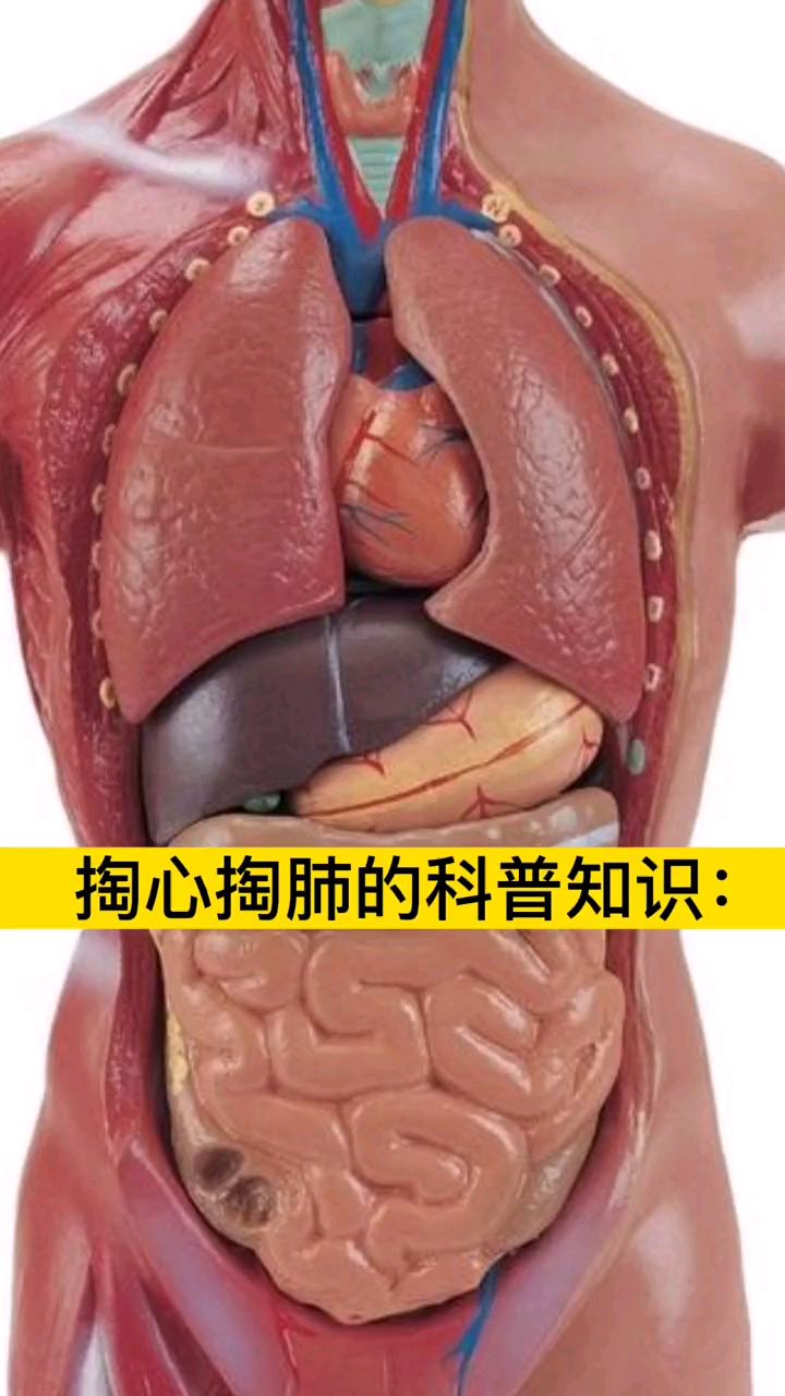 精密而神奇的内脏结构