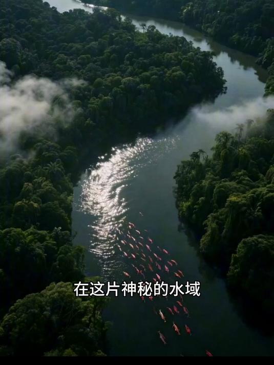 食人鱼：亚马逊河的 “水中杀手”，牙齿锋利