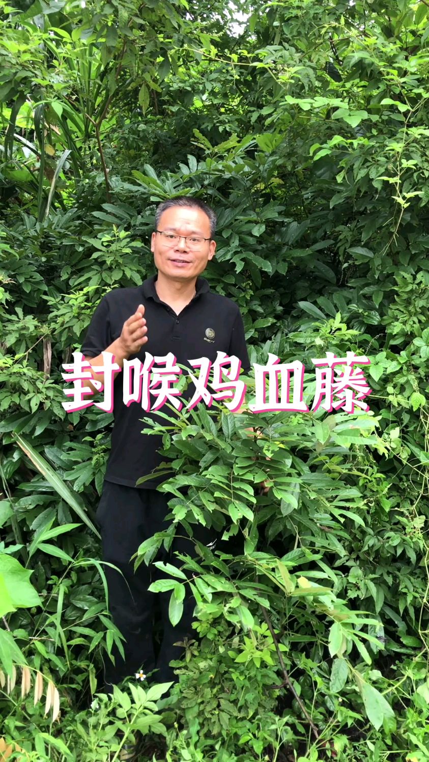 封喉鸡血藤为什么又叫毒鱼藤?