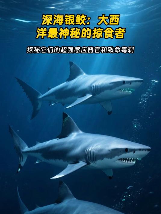 深海银鲛:大西洋最神秘的掠食者