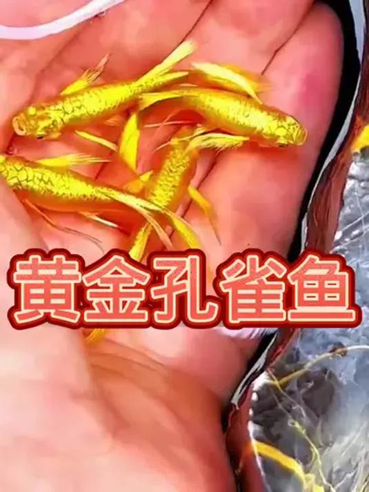 黄金孔雀鱼美到爆!超好养 水质水温要求不高 绝了