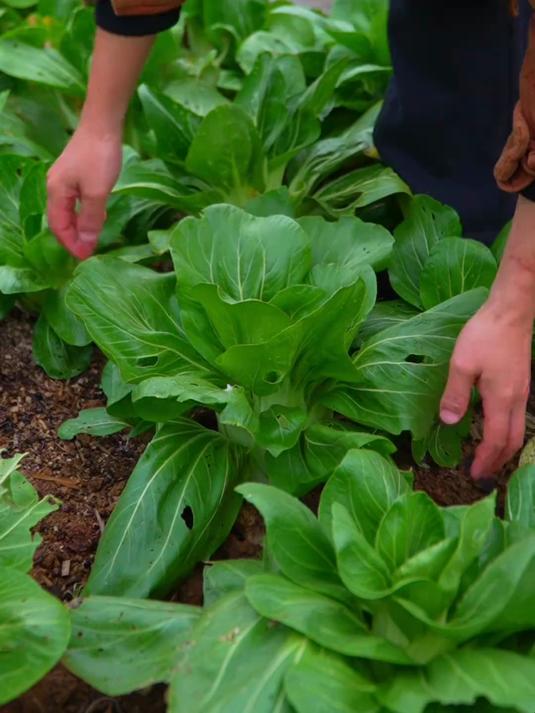 大头青菜是我们江西人餐桌上必不可少的一道家常菜 软糯甘甜