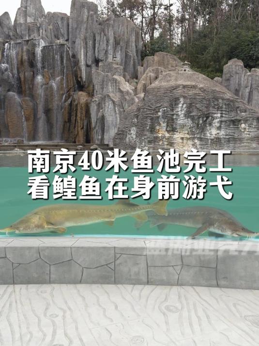 40米亚克力鱼池完工!无缝拼接效果实拍 #亚克力鱼池景观# #鱼池设计施工#