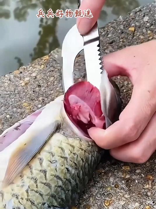 比菜刀还好用的鱼鳞刀,开鱼肚去鱼鳞方便快速不伤手