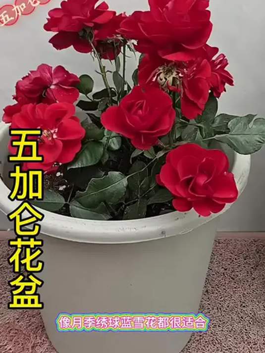 五加仑塑料花盆:加厚耐用 透气滤水 防晒实用